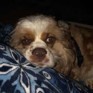 Meet your Posher, Paige